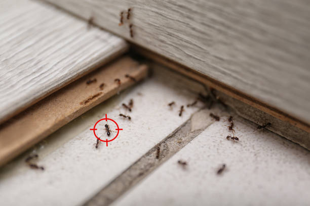 Best Flea Control Services  in Catlettsburg, KY