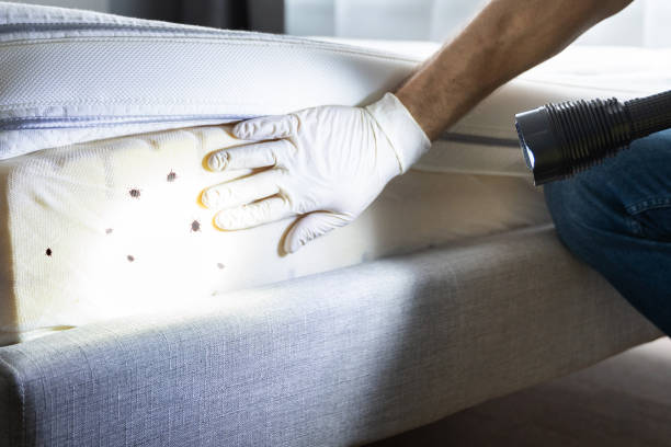 Best Termite Control Services  in Catlettsburg, KY