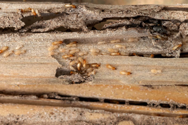 Best Pest Prevention Services  in Catlettsburg, KY